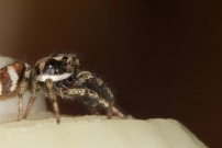 Un mle saltique chevronne (Araneae - Salticidae - Salticus scenicus)